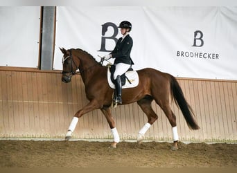 Hanoverian, Gelding, 4 years, 16.1 hh, Chestnut-Red