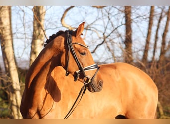 Hanoverian, Gelding, 4 years, 16,1 hh, Chestnut-Red