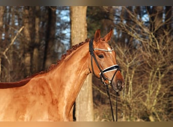 Hanoverian, Gelding, 4 years, 16,1 hh, Chestnut-Red