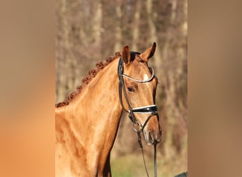 Hanoverian, Gelding, 4 years, 16,1 hh, Chestnut-Red