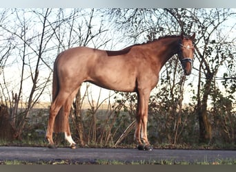 Hanoverian, Gelding, 4 years, 16,1 hh, Chestnut-Red