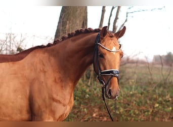 Hanoverian, Gelding, 4 years, 16,1 hh, Chestnut-Red