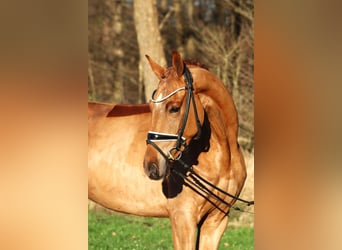 Hanoverian, Gelding, 4 years, 16,1 hh, Chestnut-Red