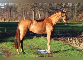 Hanoverian, Gelding, 4 years, 16,1 hh, Chestnut-Red