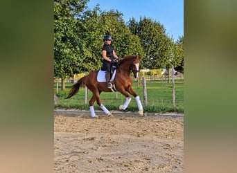 Hanoverian, Gelding, 4 years, 16.1 hh, Chestnut-Red