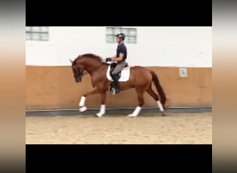 Hanoverian, Gelding, 4 years, 16,1 hh, Chestnut-Red