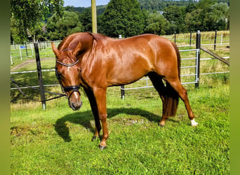 Hanoverian, Gelding, 4 years, 16,1 hh, Chestnut-Red