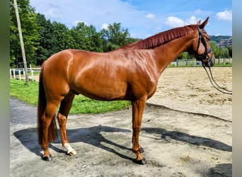 Hanoverian, Gelding, 4 years, 16,1 hh, Chestnut-Red