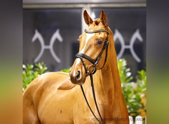 Hanoverian, Gelding, 4 years, 16,1 hh, Chestnut-Red