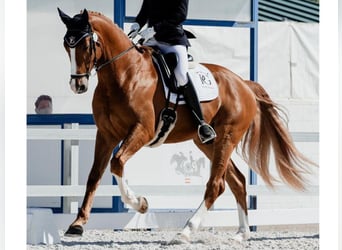 Hanoverian, Gelding, 4 years, 16,1 hh, Chestnut-Red