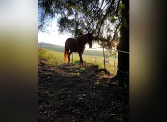 Hanoverian, Gelding, 4 years, 16.1 hh, Chestnut-Red