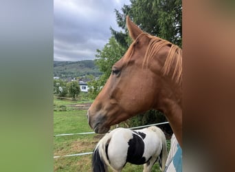 Hanoverian, Gelding, 4 years, 16.1 hh, Chestnut-Red