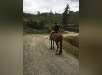 Hanoverian, Gelding, 4 years, 16.1 hh, Chestnut-Red