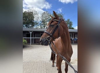 Hanoverian, Gelding, 4 years, 16.1 hh, Chestnut-Red