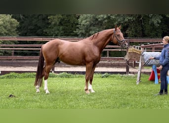 Hanoverian, Gelding, 4 years, 16.1 hh, Chestnut-Red