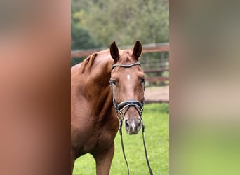 Hanoverian, Gelding, 4 years, 16.1 hh, Chestnut-Red
