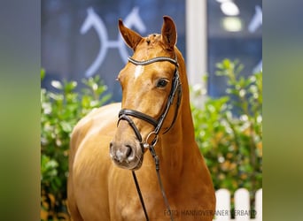 Hanoverian, Gelding, 4 years, 16,1 hh, Chestnut