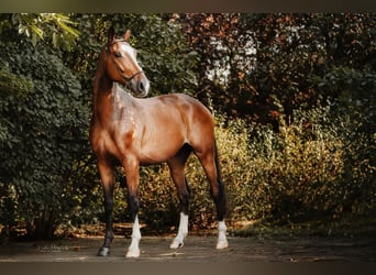 Hanoverian, Gelding, 4 years, 16,1 hh