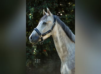 Hanoverian, Gelding, 4 years, 16.1 hh, Gray-Dapple