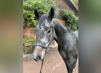 Hannoveraner, Wallach, 4 Jahre, 16,1 hh, Schimmel