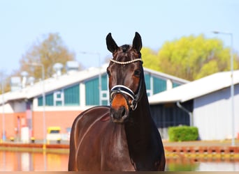 Hanoverian, Gelding, 4 years, 16.1 hh, Smoky-Black