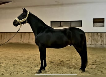 Hanoverian, Gelding, 4 years, 16,1 hh, Smoky-Black