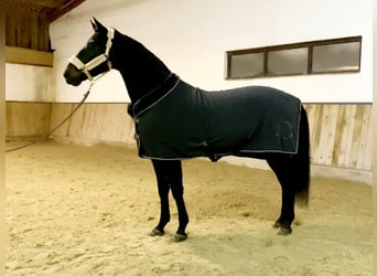 Hanoverian, Gelding, 4 years, 16,1 hh, Smoky-Black