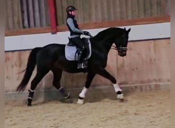 Hanoverian, Gelding, 4 years, 16,1 hh, Smoky-Black