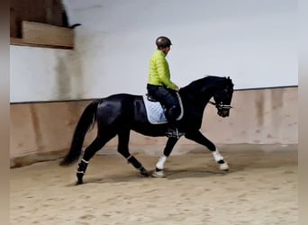 Hanoverian, Gelding, 4 years, 16,1 hh, Smoky-Black