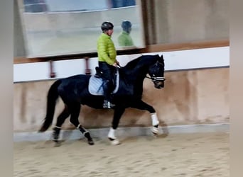 Hanoverian, Gelding, 4 years, 16,1 hh, Smoky-Black