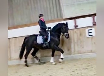 Hanoverian, Gelding, 4 years, 16,1 hh, Smoky-Black