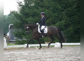 Hanoverian, Gelding, 4 years, 16,1 hh, Smoky-Black