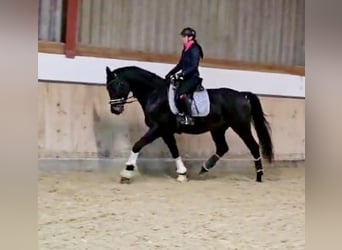 Hanoverian, Gelding, 4 years, 16,1 hh, Smoky-Black