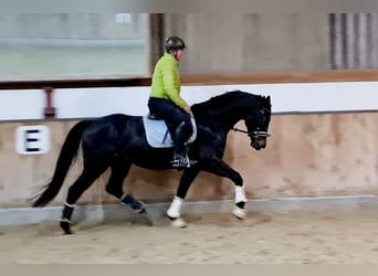 Hanoverian, Gelding, 4 years, 16,1 hh, Smoky-Black