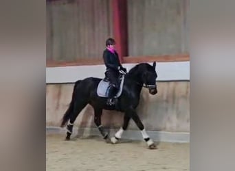 Hanoverian, Gelding, 4 years, 16,1 hh, Smoky-Black