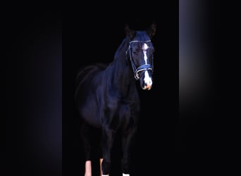 Hanoverian, Gelding, 4 years, 16.1 hh, Smoky-Black