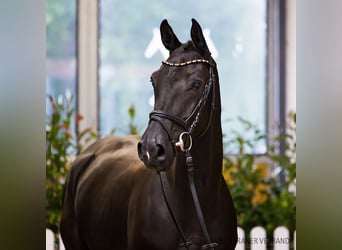 Hanoverian, Gelding, 4 years, 16,1 hh, Smoky-Black