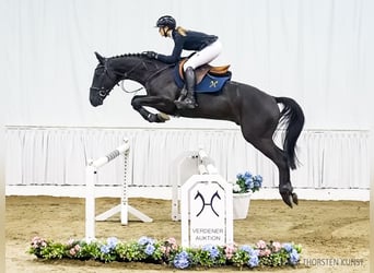 Hanoverian, Gelding, 4 years, 16,1 hh, Smoky-Black