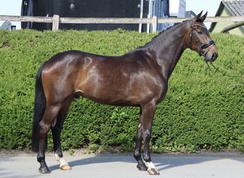 Hanoverian, Gelding, 4 years, 16.2 hh, Bay-Dark
