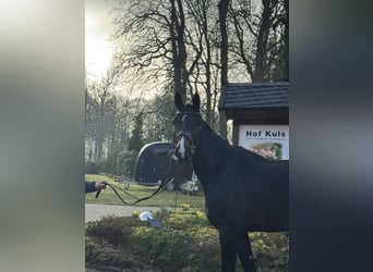 Hanoverian, Gelding, 4 years, 16.2 hh, Bay-Dark