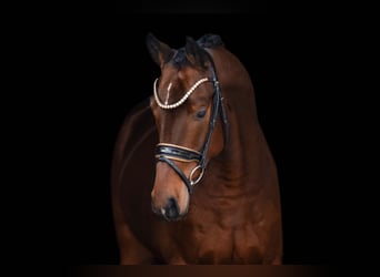 Hanoverian, Gelding, 4 years, 16,2 hh, Bay-Dark