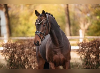 Hanoverian, Gelding, 4 years, 16,2 hh, Bay-Dark