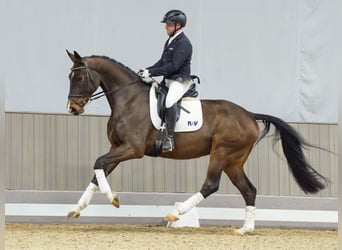 Hanoverian, Gelding, 4 years, 16,2 hh, Bay-Dark