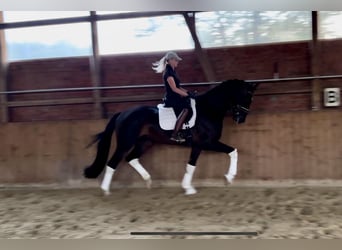 Hanoverian, Gelding, 4 years, 16,2 hh, Bay-Dark