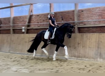 Hanoverian, Gelding, 4 years, 16,2 hh, Bay-Dark