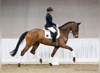 Hanoverian, Gelding, 4 years, 16.2 hh, Bay-Dark