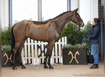 Hanoverian, Gelding, 4 years, 16.2 hh, Bay-Dark