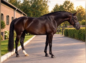 Hanoverian, Gelding, 4 years, 16.2 hh, Black