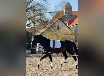 Hanoverian, Gelding, 4 years, 16.2 hh, Black