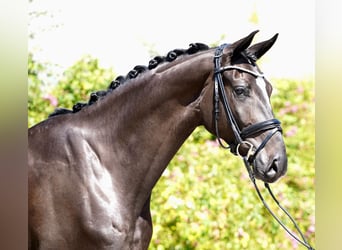 Hanoverian, Gelding, 4 years, 16.2 hh, Black